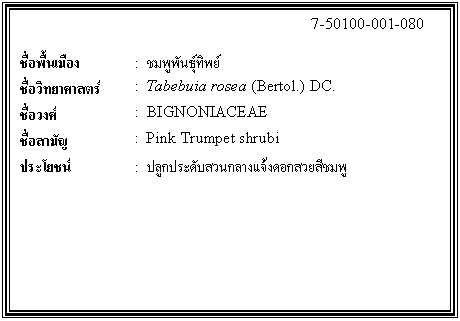 กล่องข้อความ: 7-50100-001-080 ชื่อพื้นเมือง : ชมพูพันธุ์ทิพย์ ชื่อวิทยาศาสตร์ : Tabebuia rosea (Bertol.) DC. ชื่อวงศ์ : BIGNONIACEAE ชื่อสามัญ : Pink Trumpet shrubi ประโยชน์ : ปลูกประดับสวนกลางแจ้งดอกสวยสีชมพู